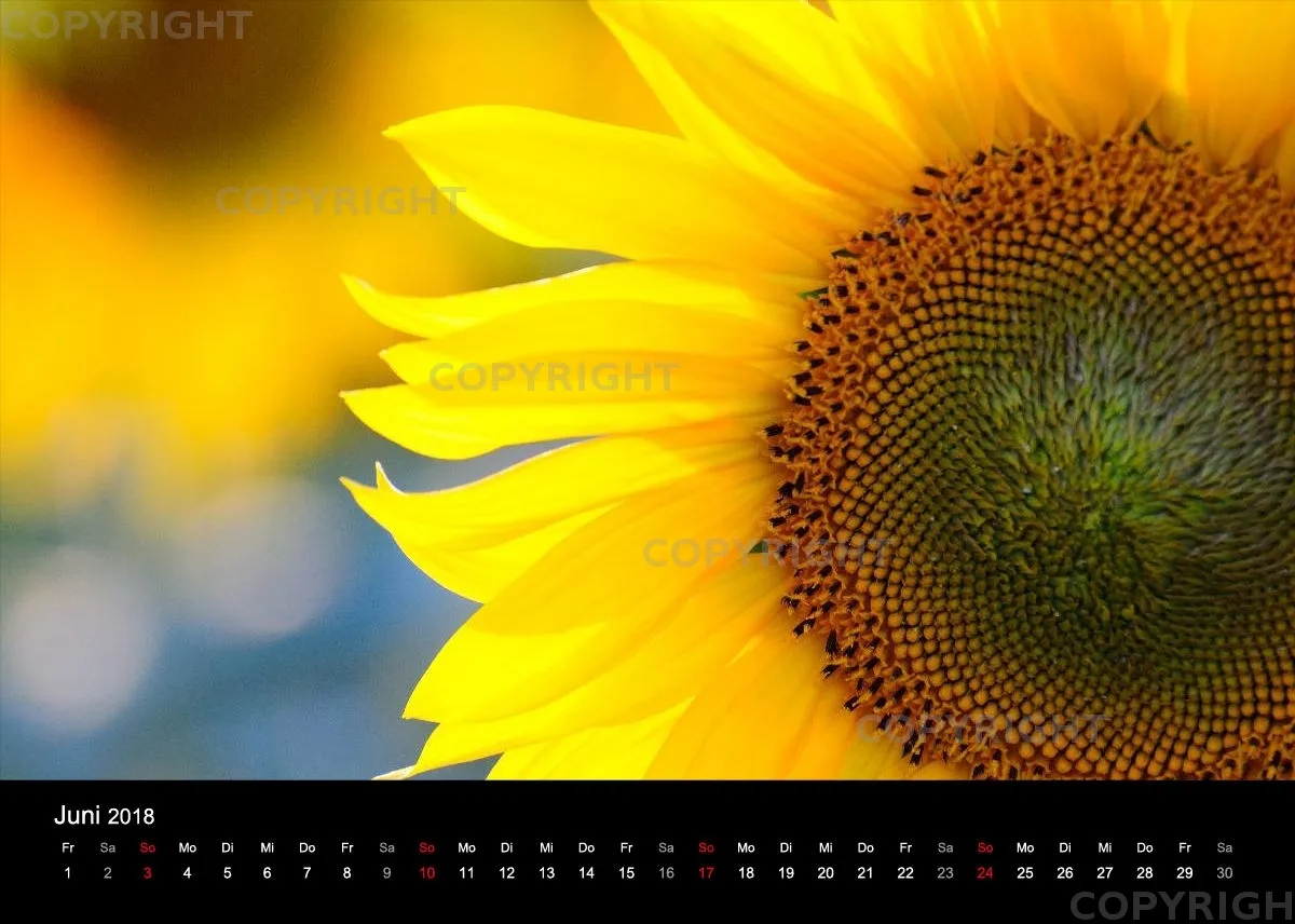 Fotokalender / Nr. 11