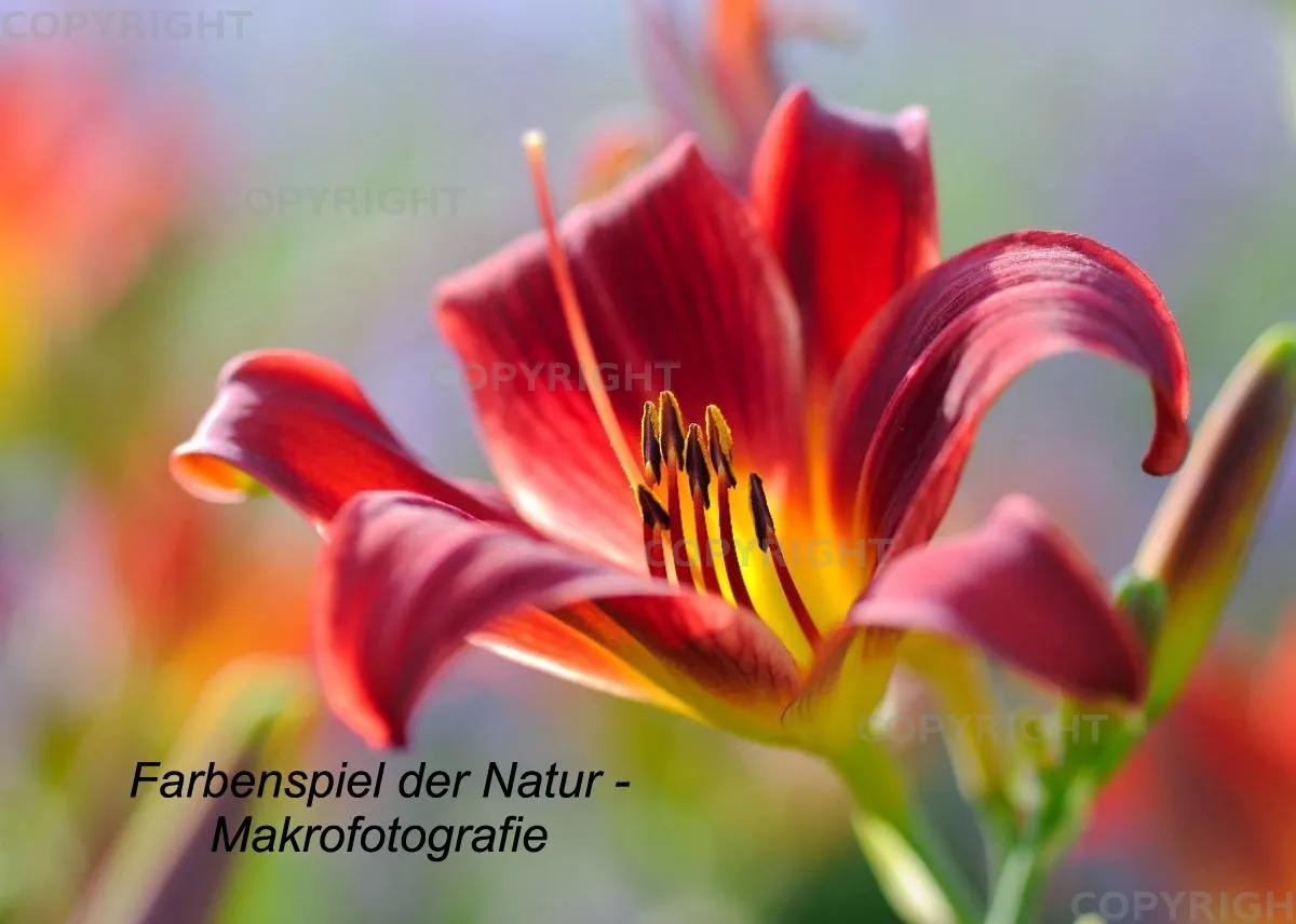 Fotokalender / Nr. 11