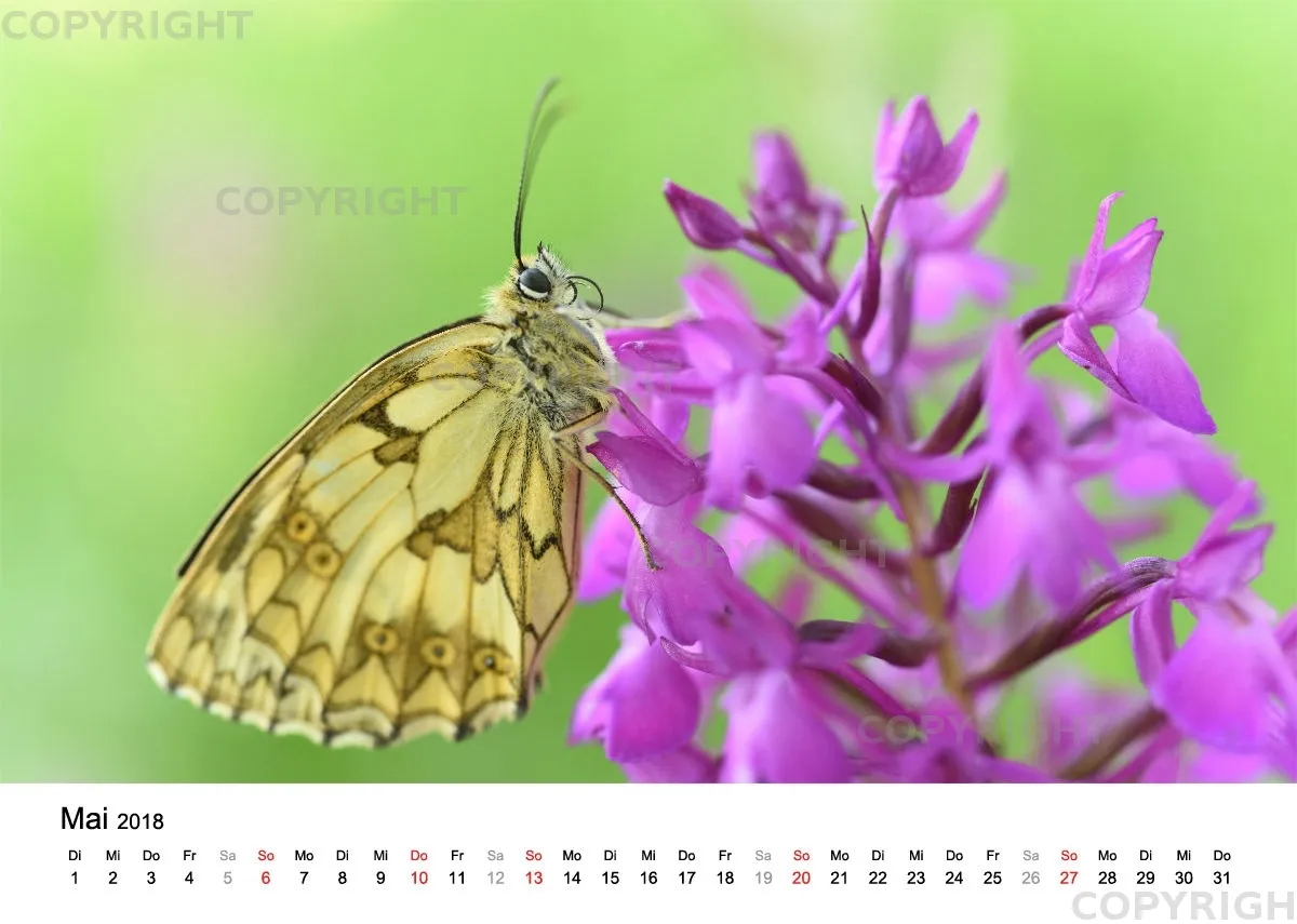 Fotokalender / Nr. 10