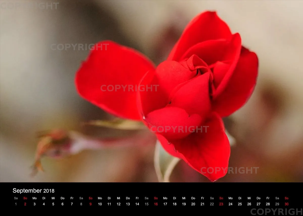 Fotokalender / Nr. 11