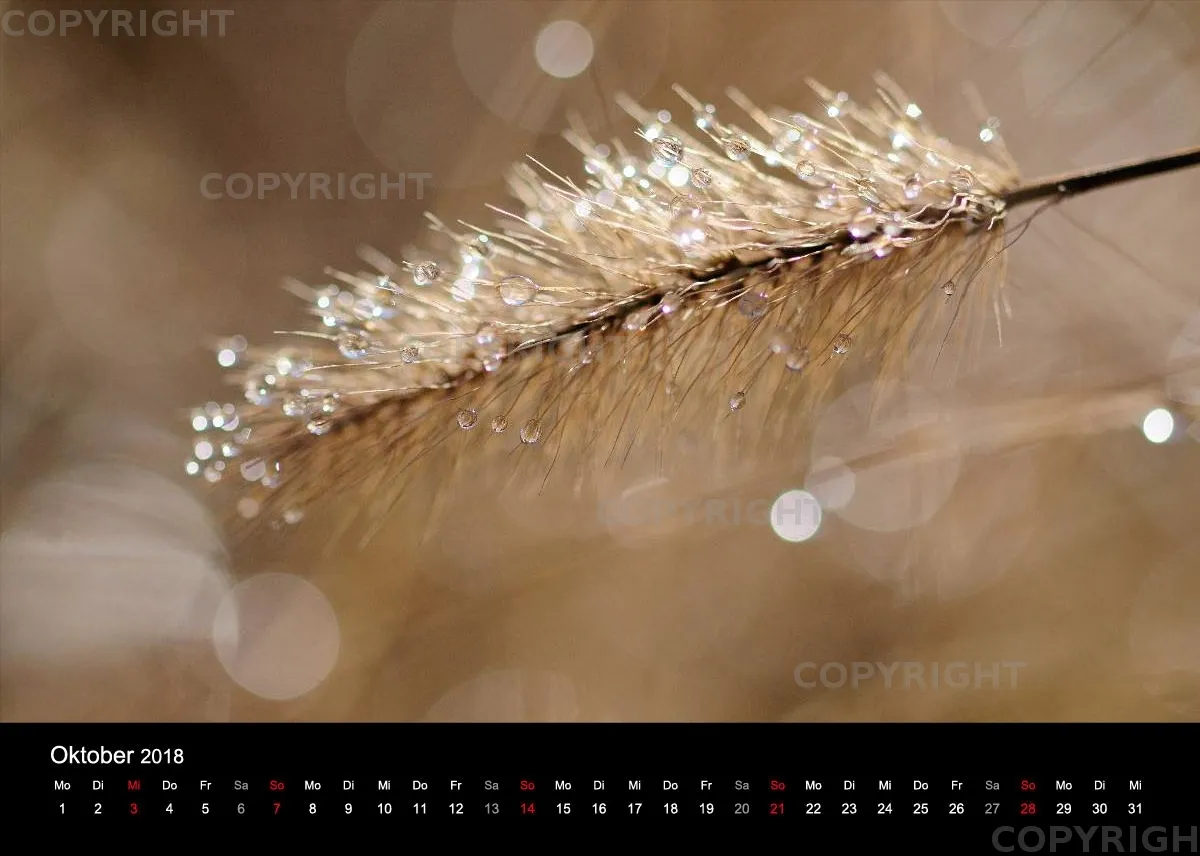 Fotokalender / Nr. 11