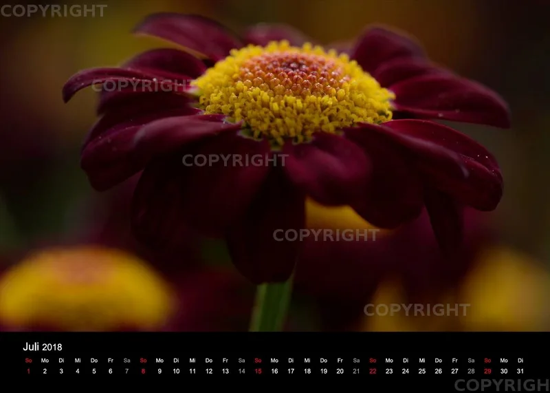 Fotokalender / Nr. 11
