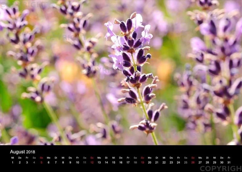 Fotokalender / Nr. 11