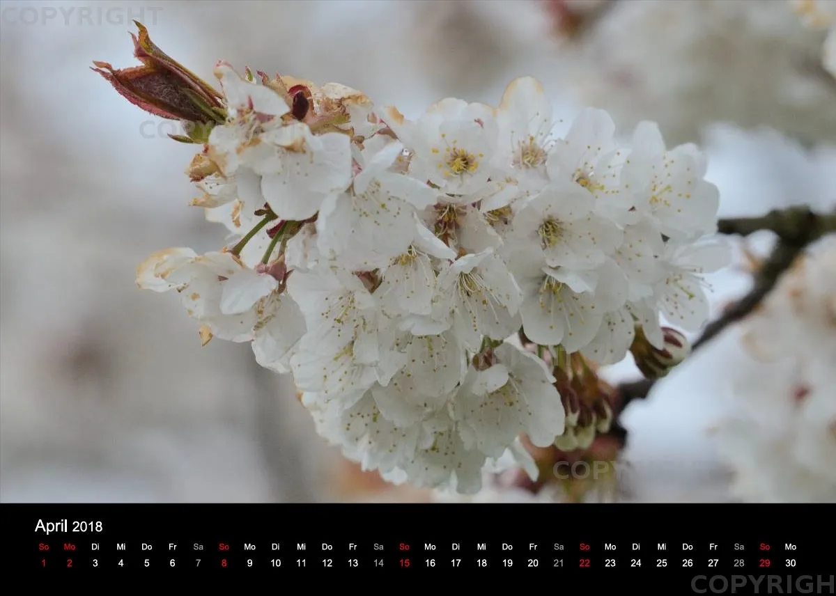 Fotokalender / Nr. 11
