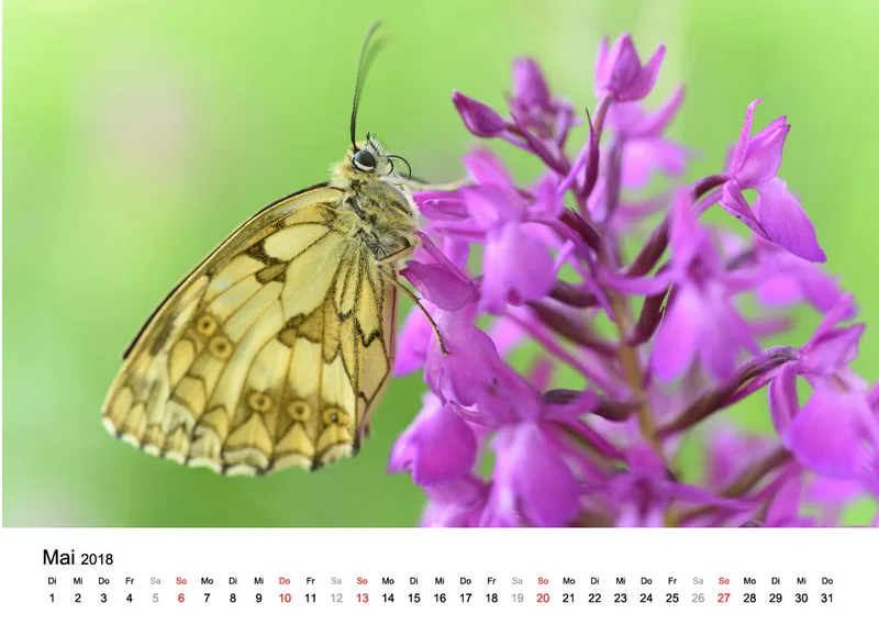 Fotokalender / Nr. 8