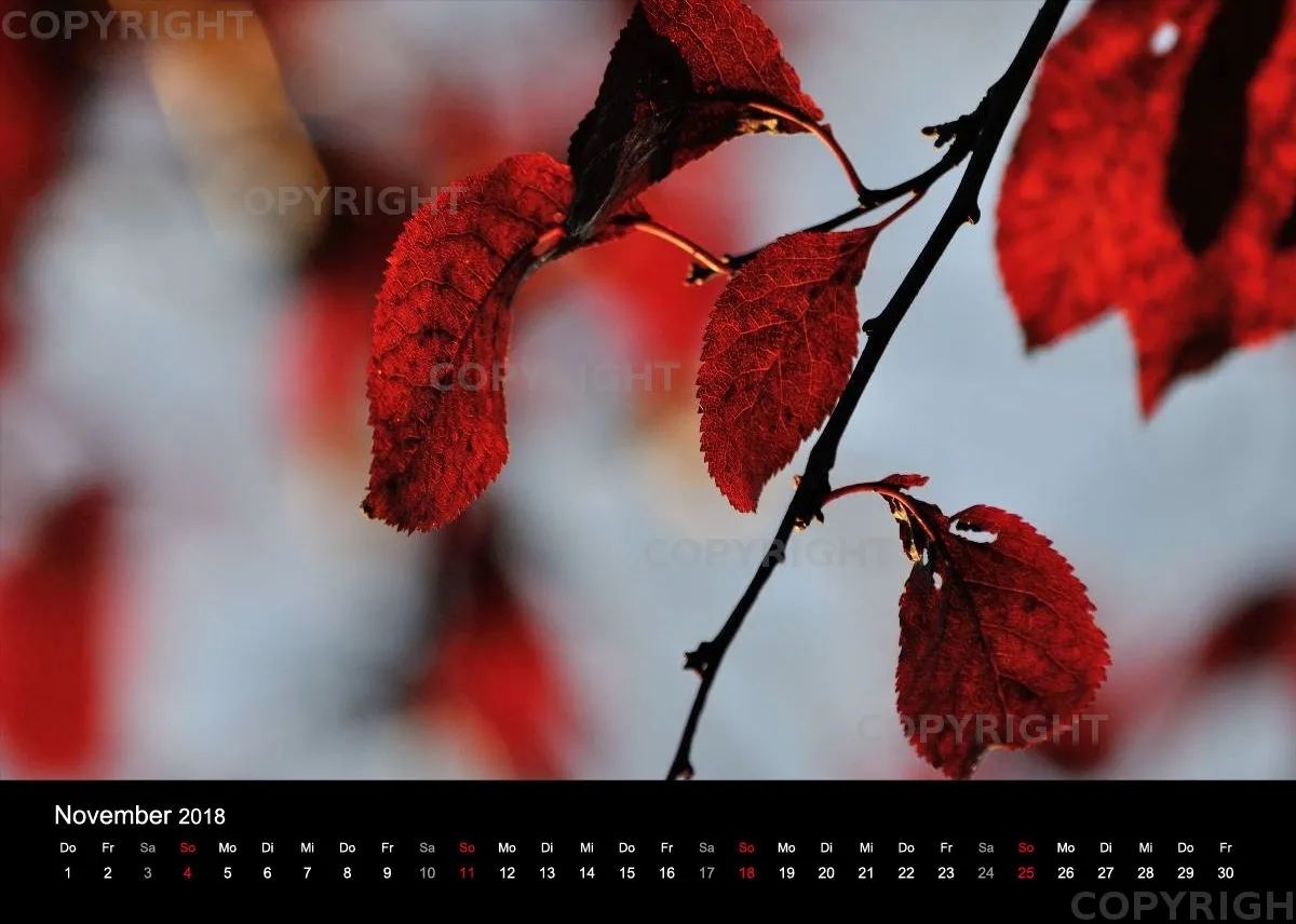 Fotokalender / Nr. 11