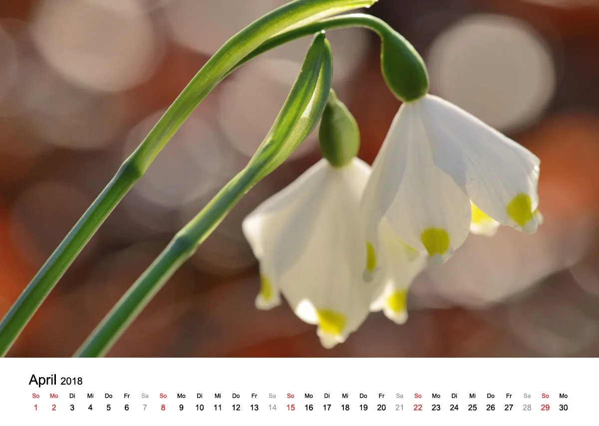 Fotokalender / Nr. 8