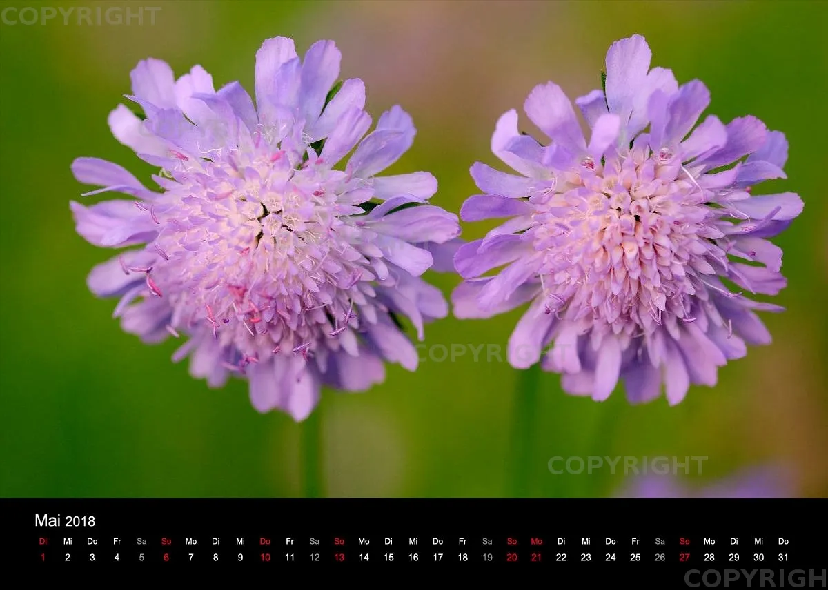 Fotokalender / Nr. 11