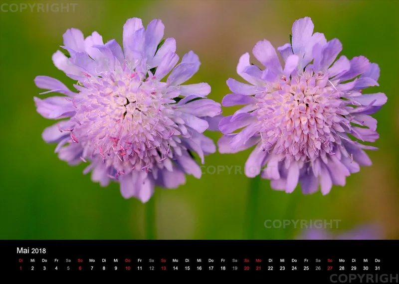 Fotokalender / Nr. 11