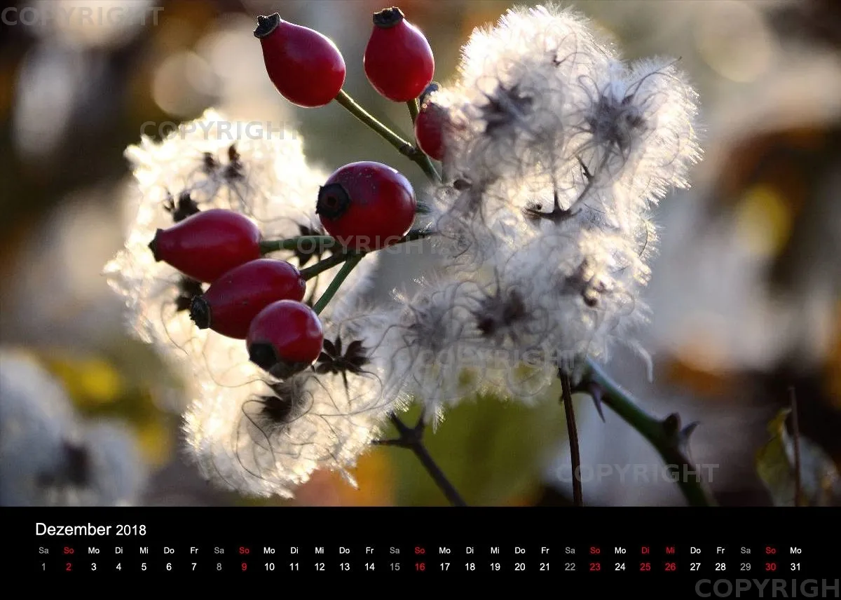 Fotokalender / Nr. 11