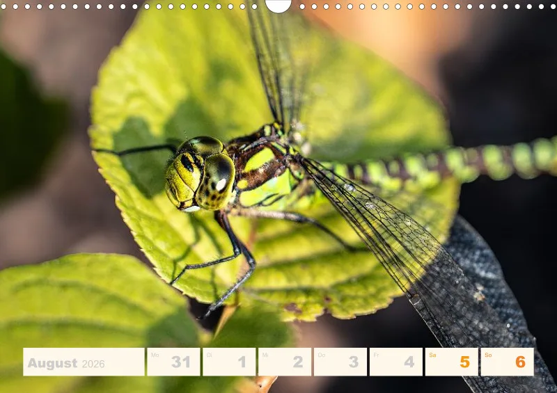 Allerlei 2026 Wochenkalender