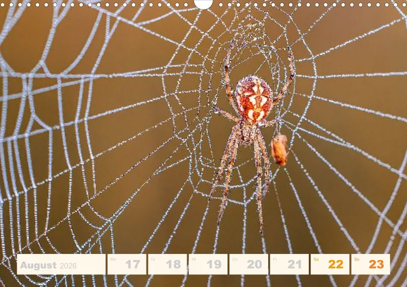 Allerlei 2026 Wochenkalender