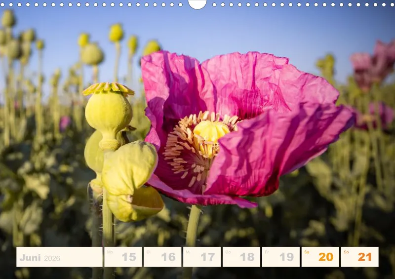 Allerlei 2026 Wochenkalender