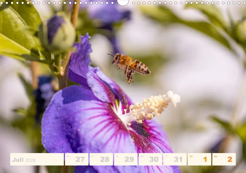 Allerlei 2026 Wochenkalender