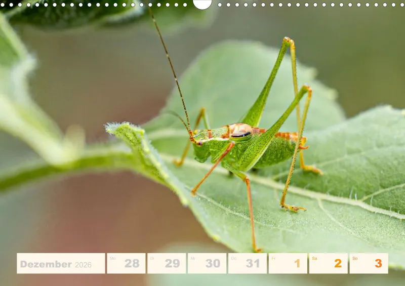Allerlei 2026 Wochenkalender