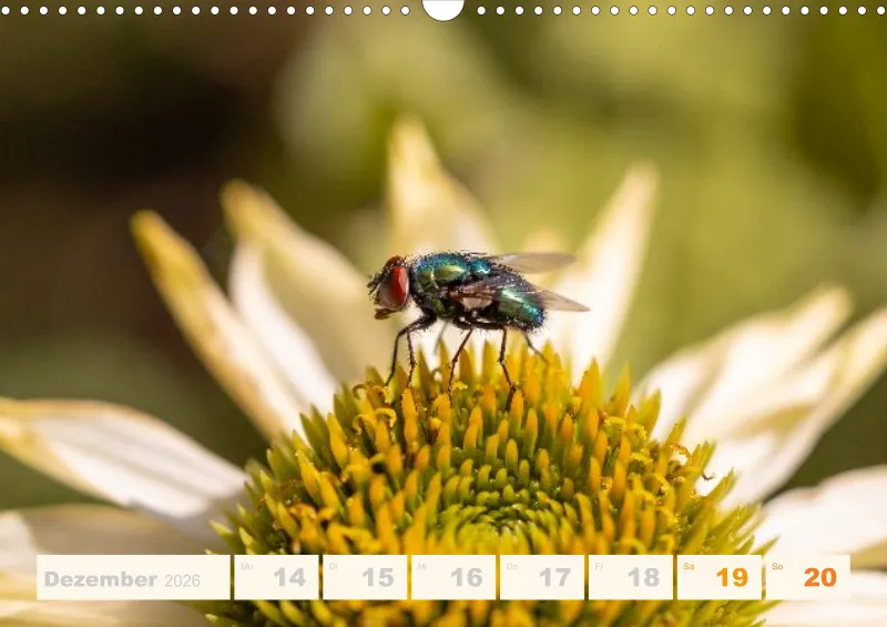 Allerlei 2026 Wochenkalender