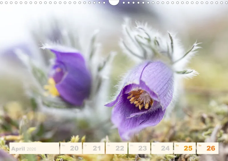 Allerlei 2026 Wochenkalender