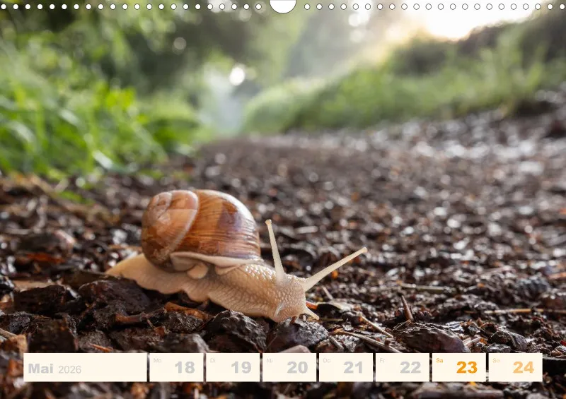 Allerlei 2026 Wochenkalender