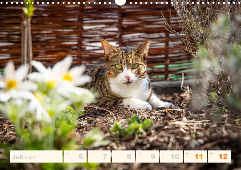 Allerlei 2026 Wochenkalender
