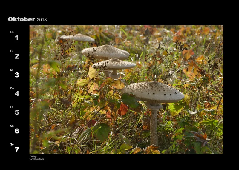 Lumixforum-Wochenkalender 2018
