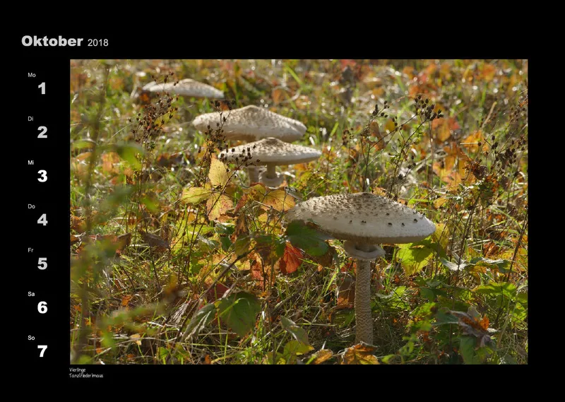 Lumixforum-Wochenkalender 2018