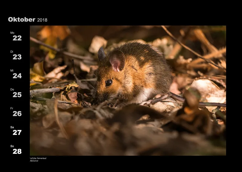 Lumixforum-Wochenkalender 2018