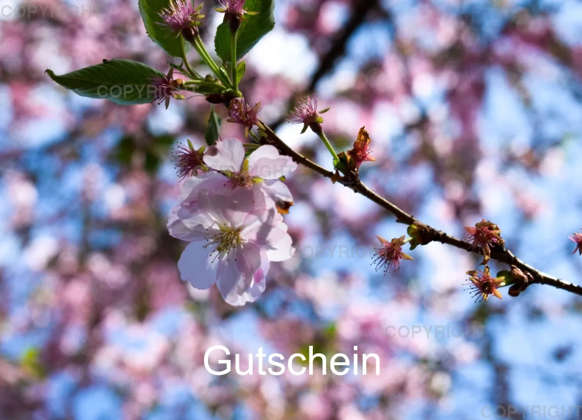 Gutschein Kirschblüte