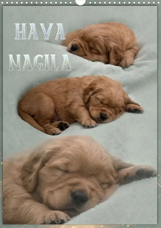 Hava Nagila Planer