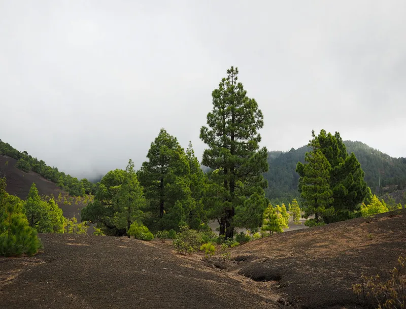 Foto-Leinwand / La Palma_Volcan San Antonio