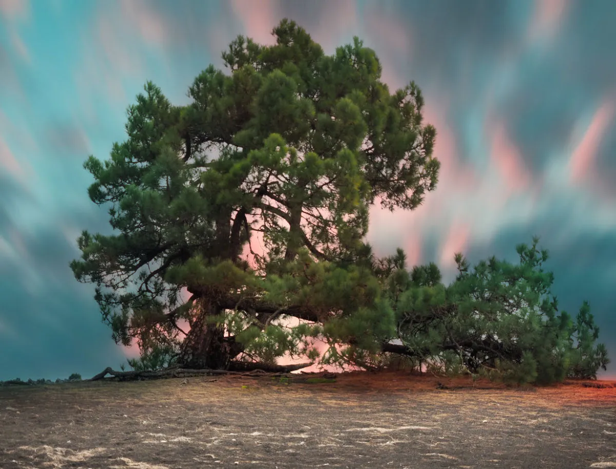 Foto-Leinwand / Baum in grünem Schein