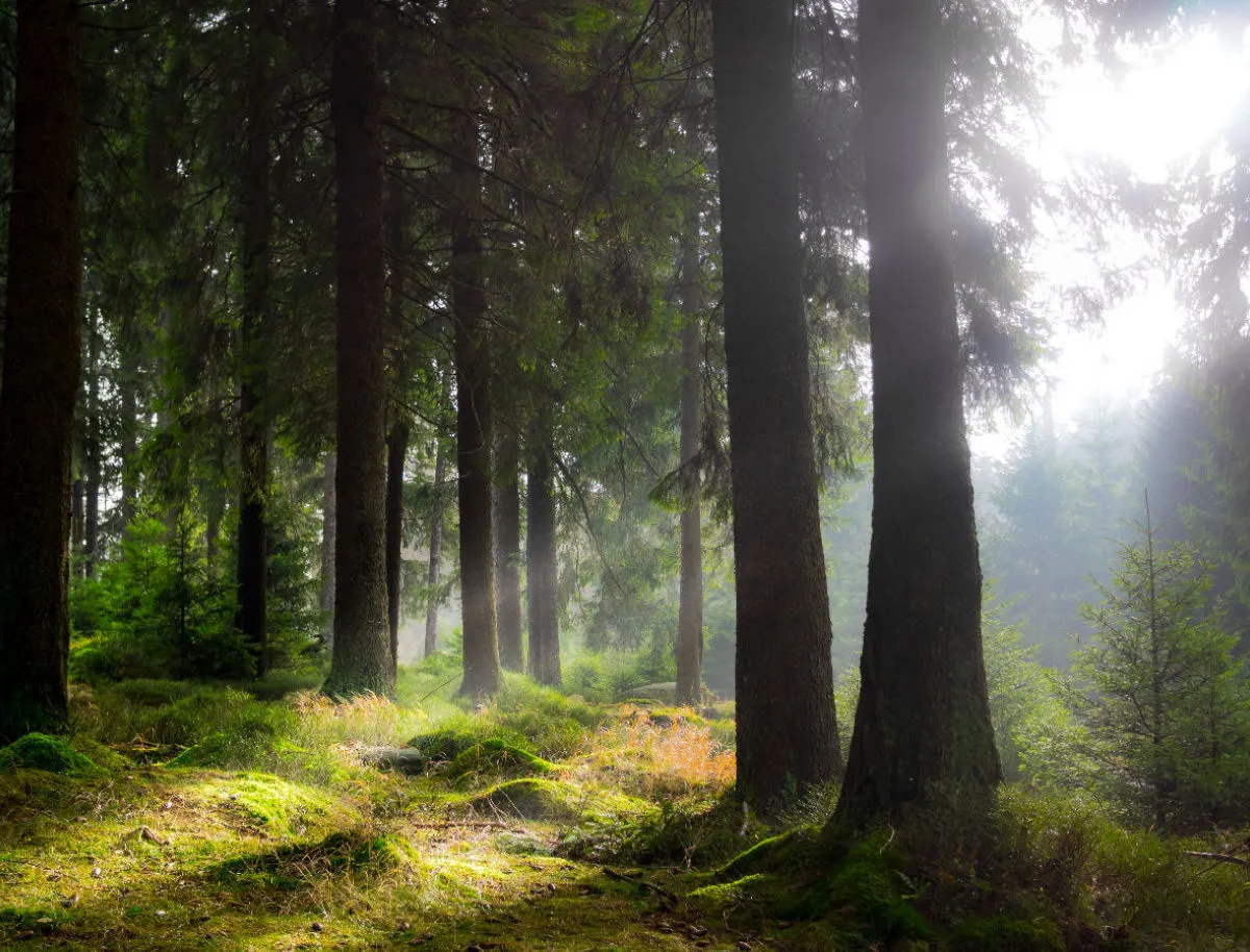 Foto-Leinwand / Harz_Leuchtender Wald