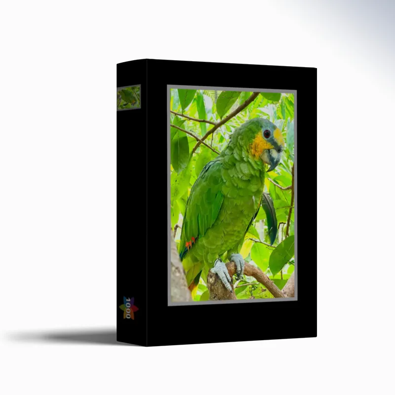 Amazonen-Papagei