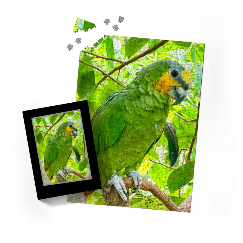 Amazonen-Papagei