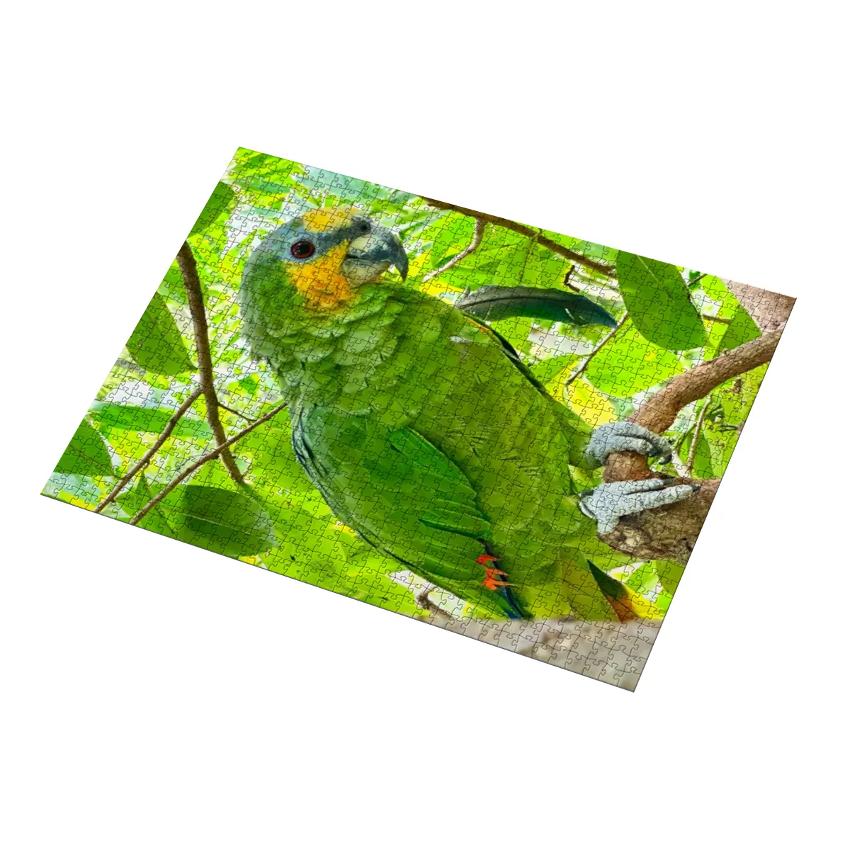 Amazonen-Papagei