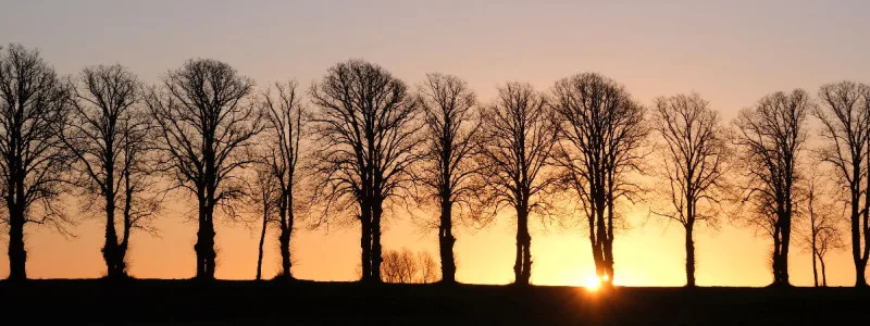 Allee im Morgenlicht