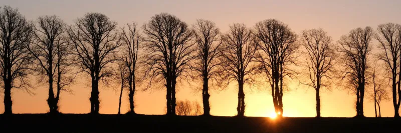 Allee im Morgenlicht