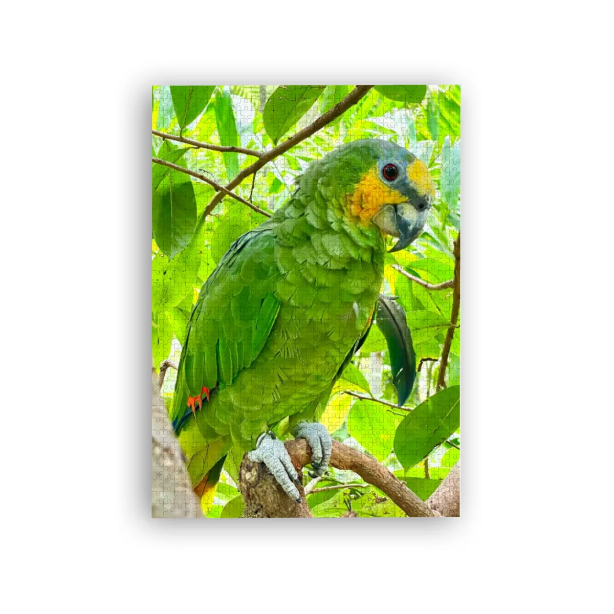Amazonen-Papagei