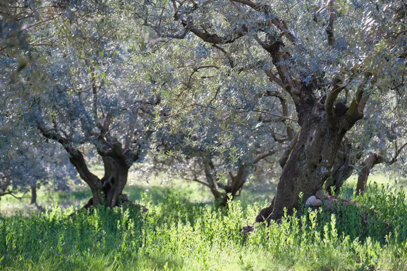 Provenzalischer Olivenhain
