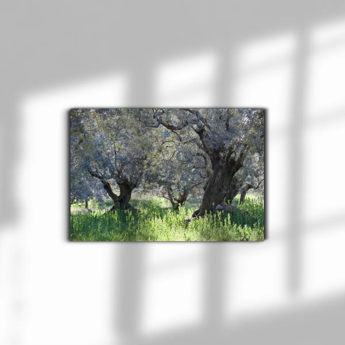 Provenzalischer Olivenhain