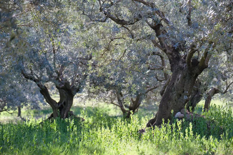 Provenzalischer Olivenhain