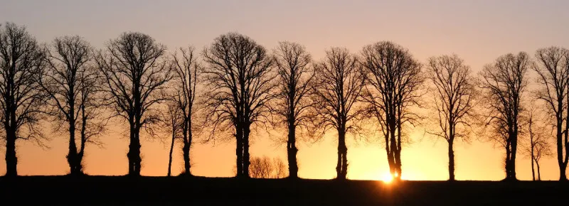 Allee im Morgenlicht