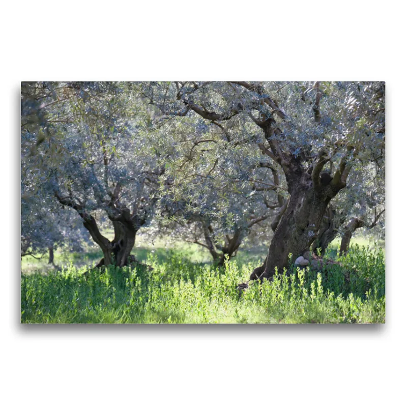 Provenzalischer Olivenhain