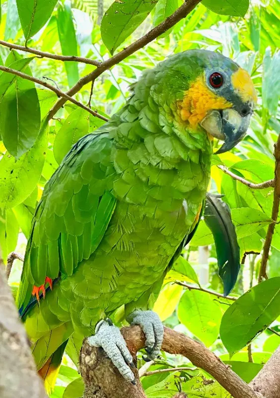 Amazonen-Papagei
