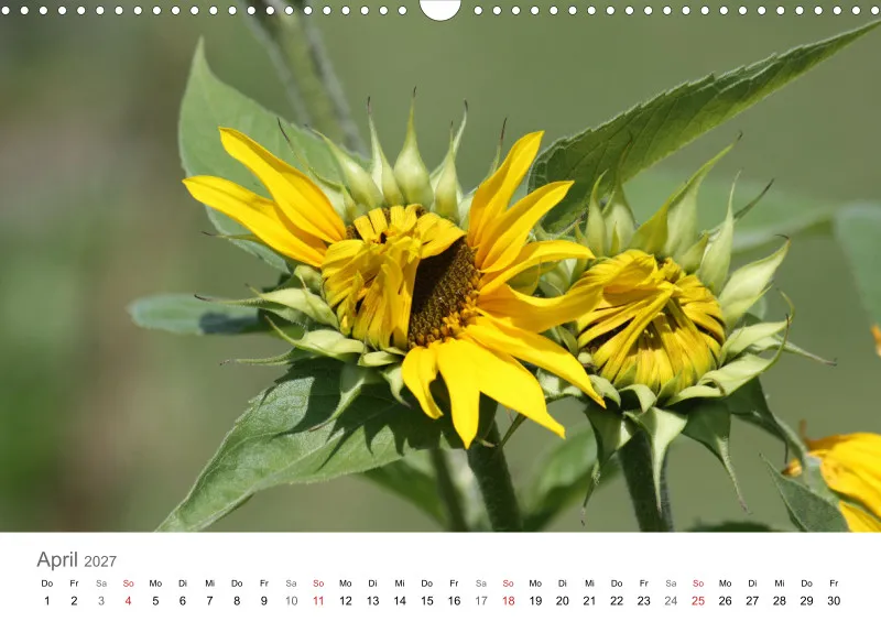 Sonnenblumen