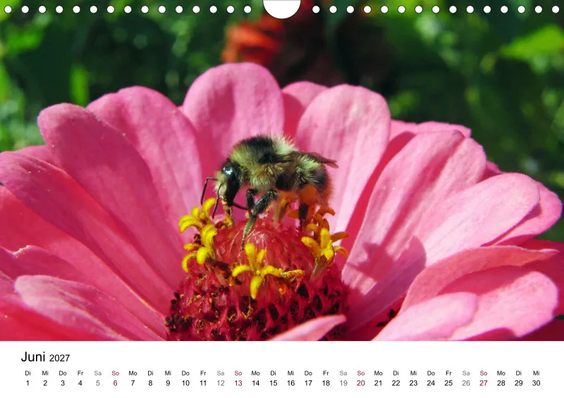 Hummeln und Bienen auf Blüten