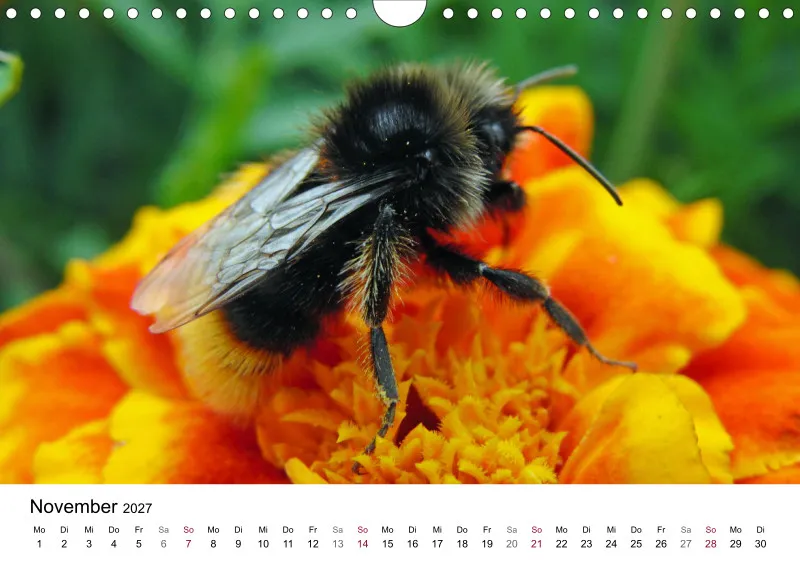 Hummeln und Bienen auf Blüten