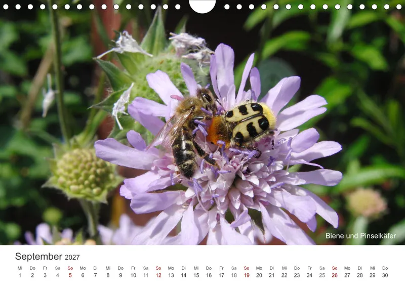 Insekten in der Stadt