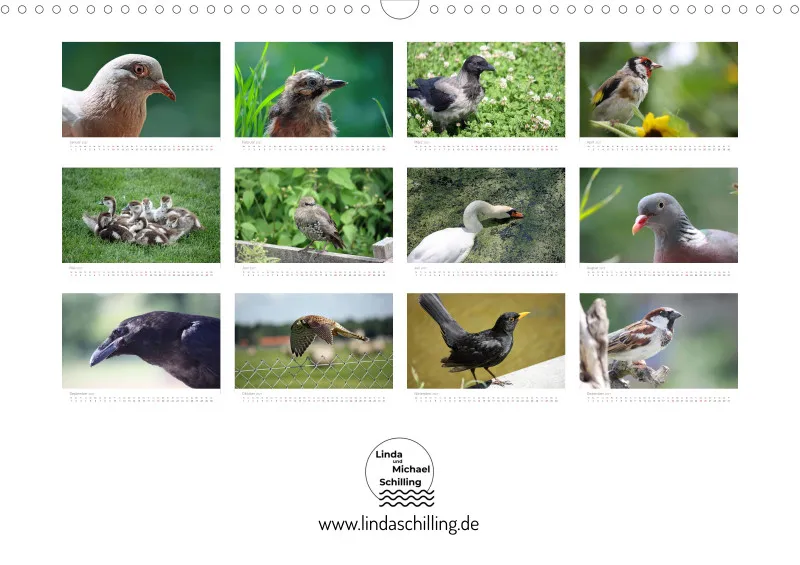 Vögel in der Stadt