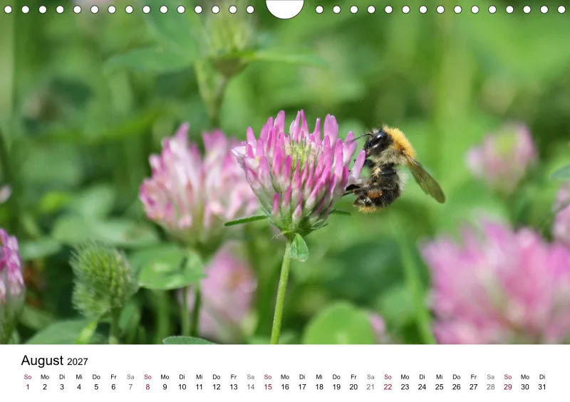 Hummeln und Bienen