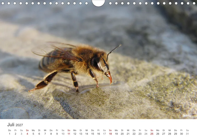 Insekten in der Stadt